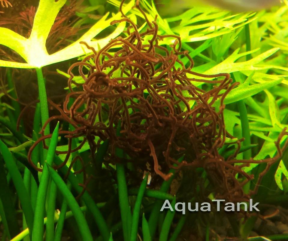 Thorea hispida algae Red algae aquarium plant AquaTank Rare Aquarium